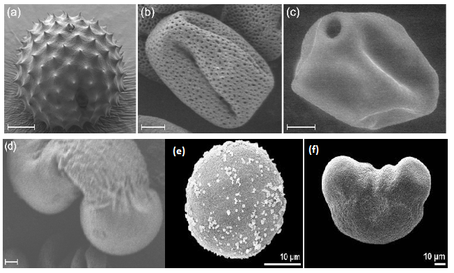 Figure 1. Scanning electron microscopy (SEM) images of the studied pollen grains, respectively, (a) ragweed, (b) ash, (c) birch, (d) pine obtained at the CTμ at Lyon University. For cypress and spruce, please refer to [ 7]. Ragweed, ash, birch and pine pollen samples were provided by Stallergenes Greer while cypress and spruce were provided by Pharmallerga.